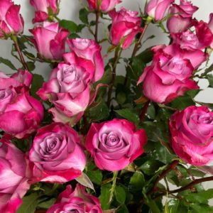 Купить розы по доступной цене. Круглосуточная доставка